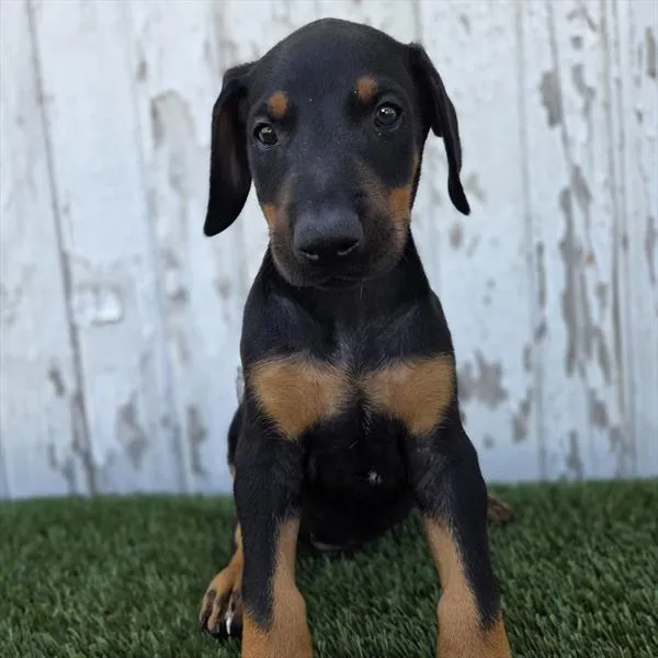 Male Doberman Pinscher puppy for sale at Puppy Dreams - Missouri City.