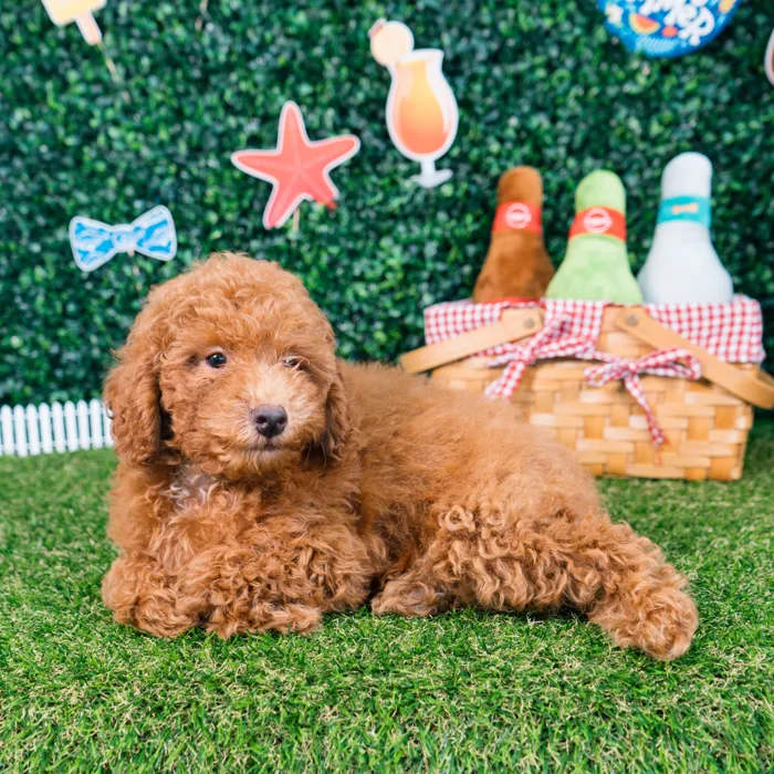 Male Mini Poodle puppy named Oscar for sale at Puppy Dreams - Missouri City.