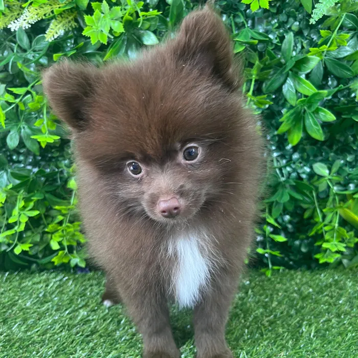 Female Pomeranian puppy named Tracy for sale at Puppy Dreams - Katy.