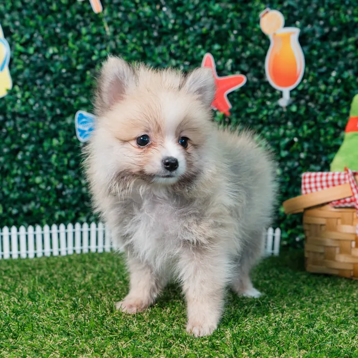 Female Pomeranian puppy named Pixie for sale at Puppy Dreams - Missouri City.