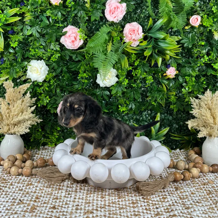 Female Dachshund puppy named Selah for sale at Puppy Dreams - Katy.