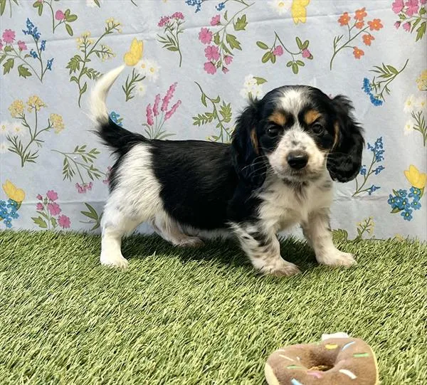 Female Dachshund puppy for sale at Puppy Dreams - Missouri City.