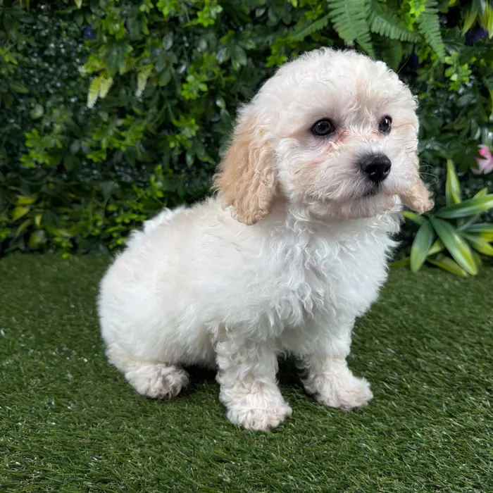 Male Maltipoo puppy named Simba for sale at Puppy Dreams - Katy.