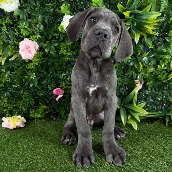 Male Cane Corso puppy named Titus for sale at Puppy Dreams - Katy.