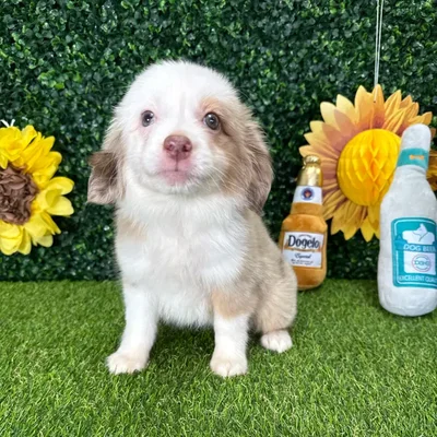 Female Mini Aussie puppy named Chloe for sale at Puppy Dreams - Missouri City.