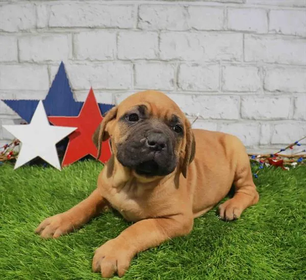 Female Cane Corso puppy named Harley for sale at Puppy Dreams - Missouri City.