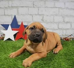 Female Cane Corso puppy for sale at Puppy Dreams - Missouri City.