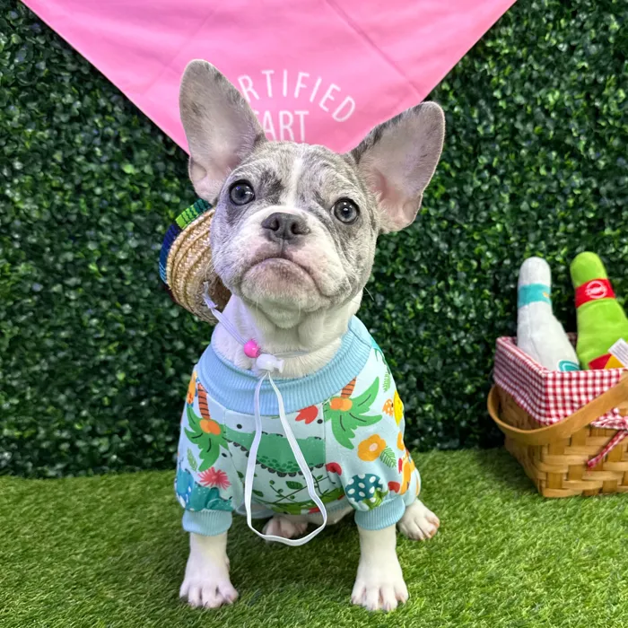 Female French Bulldog puppy named Nugget for sale at Puppy Dreams - Missouri City.