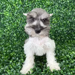 car_main_img_/media/ap_media/pets/QQAKCLKDVRAN380594.webp.250x250_q85.webp