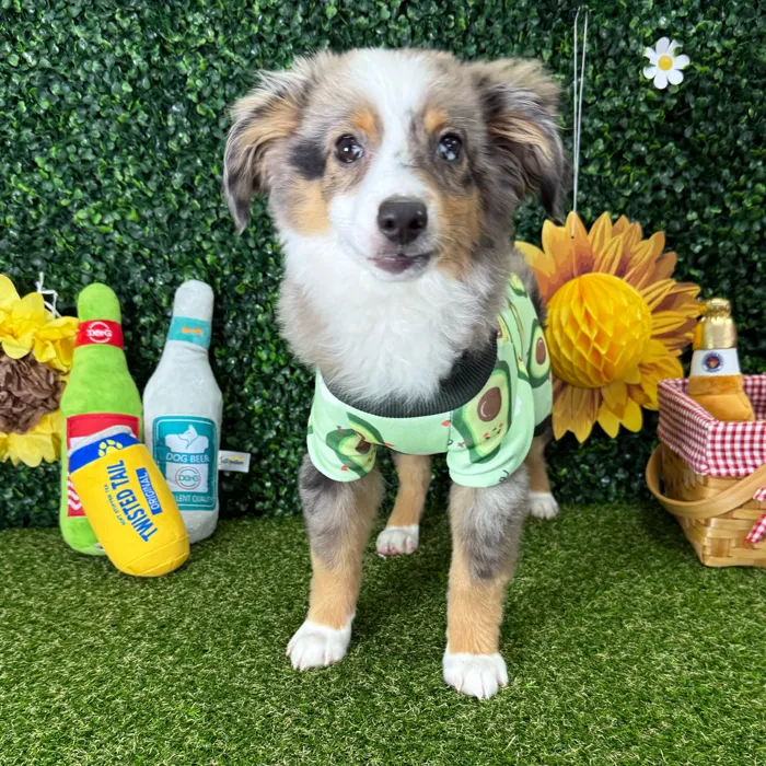 Male Miniature American Shepherd puppy named Ranger for sale at Puppy Dreams - Missouri City.