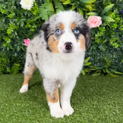 Female Mini Aussie puppy named Penelope for sale at Puppy Dreams - Katy.