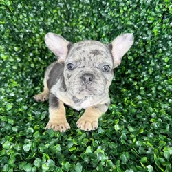 car_main_img_/media/ap_media/pets/QVEUHNWDLSJE136882.webp.250x250_q85.webp
