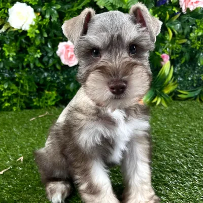 Male Mini Schnauzer puppy named Stetson for sale at Puppy Dreams - Katy.
