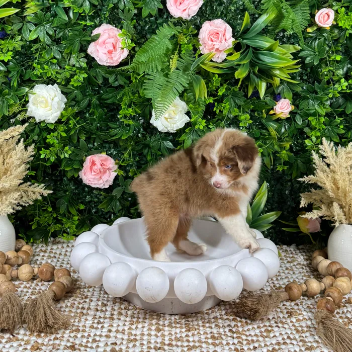 Male Mini Aussie puppy named Koda for sale at Puppy Dreams - Katy.