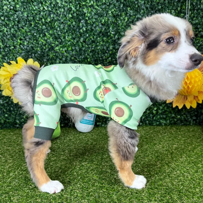 Male Miniature American Shepherd puppy named Ranger for sale at Puppy Dreams - Missouri City.