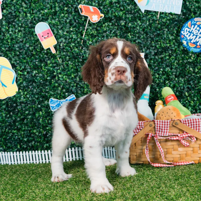 Female English Springer Spaniel puppy named Aurora for sale at Puppy Dreams - Missouri City.