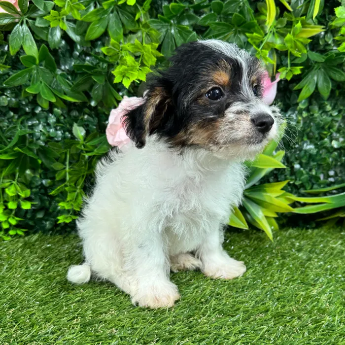 Female Yorkie-Poo puppy named Paris for sale at Puppy Dreams - Katy.