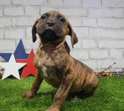 Male Cane Corso puppy for sale at Puppy Dreams - Katy.