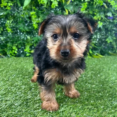 Male Morkie puppy named Leo for sale at Puppy Dreams - Katy.