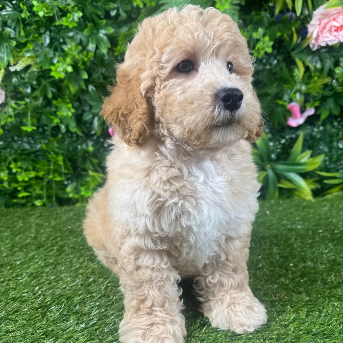 Male Mini Goldendoodle puppy for sale at Puppy Dreams - Katy.
