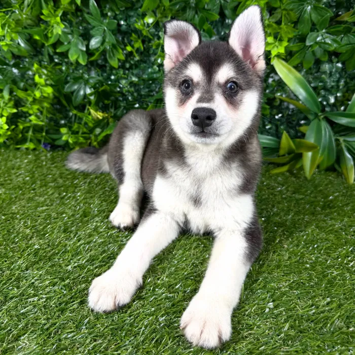 Male Alaskan Klee Kai puppy named Venice for sale at Puppy Dreams - Katy.