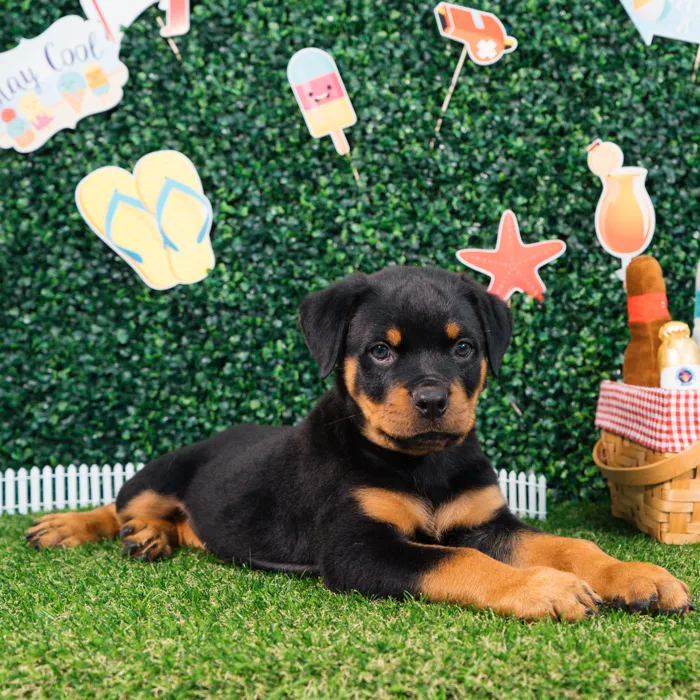 Male Rottweiler puppy named Hulk for sale at Puppy Dreams - Missouri City.