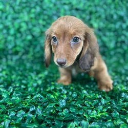 car_main_img_/media/ap_media/pets/RSEDNDBAYZDN120536.webp.250x250_q85.webp