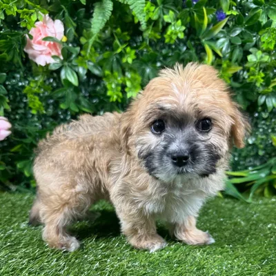 Male Yochon puppy named Ron for sale at Puppy Dreams - Katy.