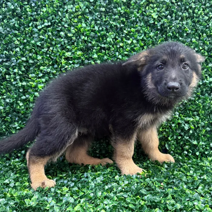 Male German Shepherd puppy named Tuna for sale at Puppy Dreams - Missouri City.