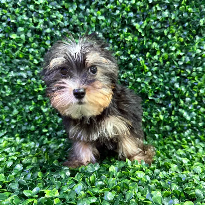 Male Yorkie puppy named Cheerio for sale at Puppy Dreams - Missouri City.
