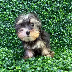 Male Yorkie puppy named Cheerio for sale at Puppy Dreams - Missouri City.