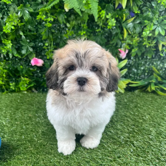 Male Teddy Bear puppy named Dex for sale at Puppy Dreams - Katy.