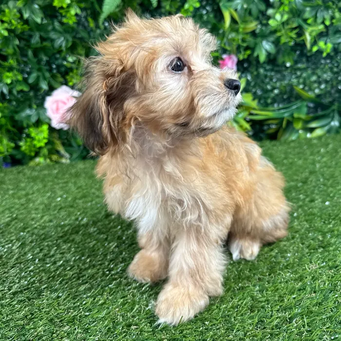 Male Havanese puppy named Mateo for sale at Puppy Dreams - Katy.