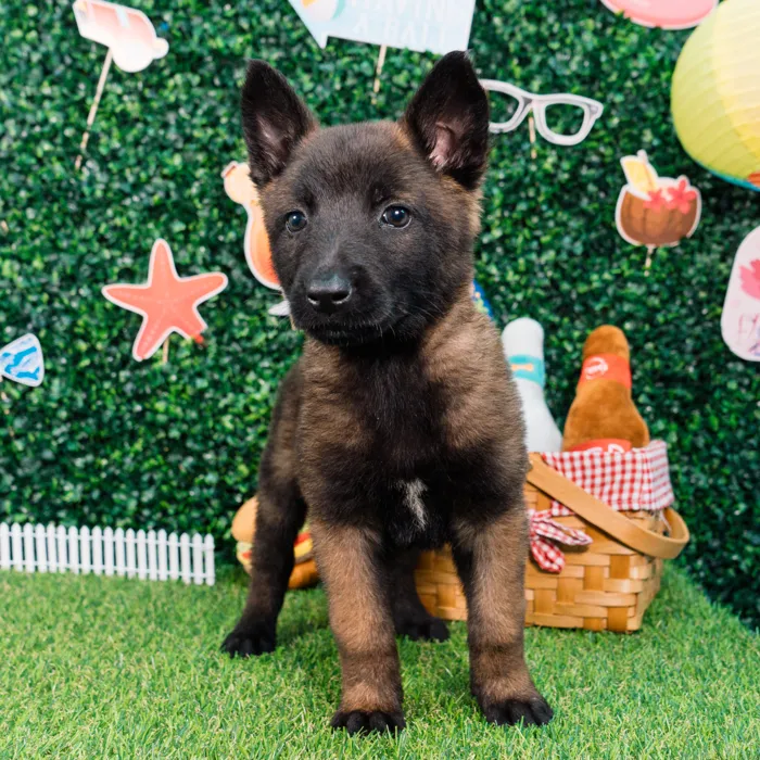 Female Belgian Malinois puppy named Storm for sale at Puppy Dreams - Missouri City.