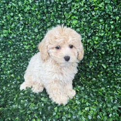 car_main_img_/media/ap_media/pets/RZMKZUOIEODH141454.webp.250x250_q85.webp