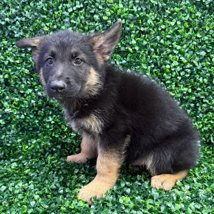 Male German Shepherd puppy named Tuna for sale at Puppy Dreams - Missouri City.