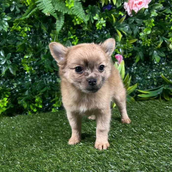 Female Pomchi puppy named Marina for sale at Puppy Dreams - Katy.