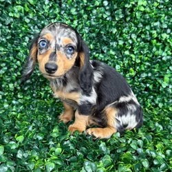 car_main_img_/media/ap_media/pets/SASVXMGILEFW138933.webp.250x250_q85.webp