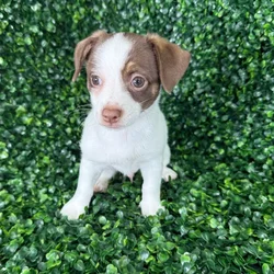 car_main_img_/media/ap_media/pets/SBVOEILQABDY136878.webp.250x250_q85.webp