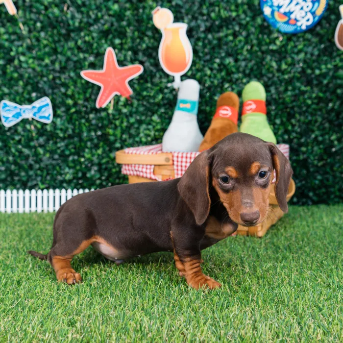 Male Dachshund puppy named Kona for sale at Puppy Dreams - Missouri City.