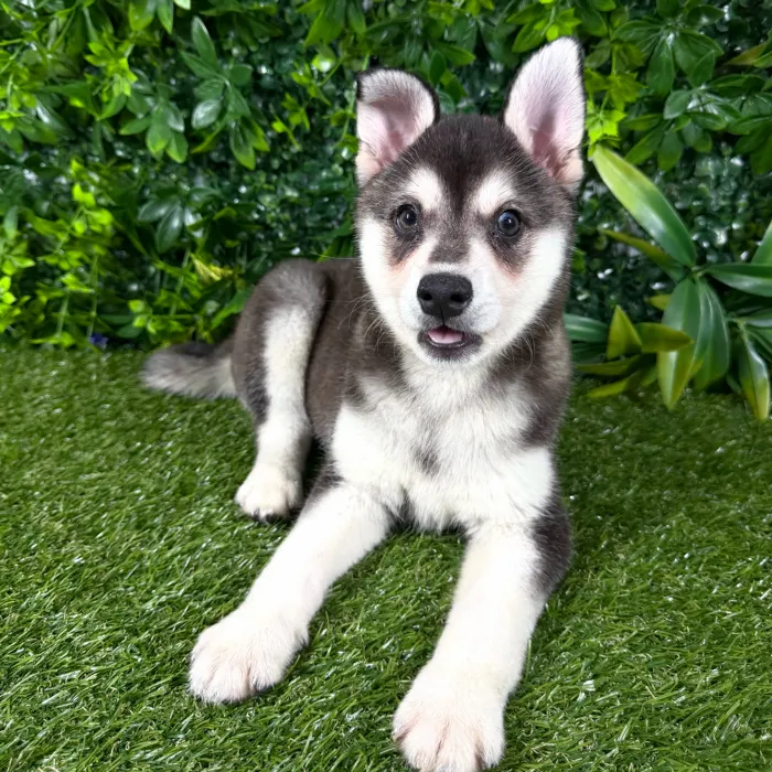 Male Alaskan Klee Kai puppy named Venice for sale at Puppy Dreams - Katy.