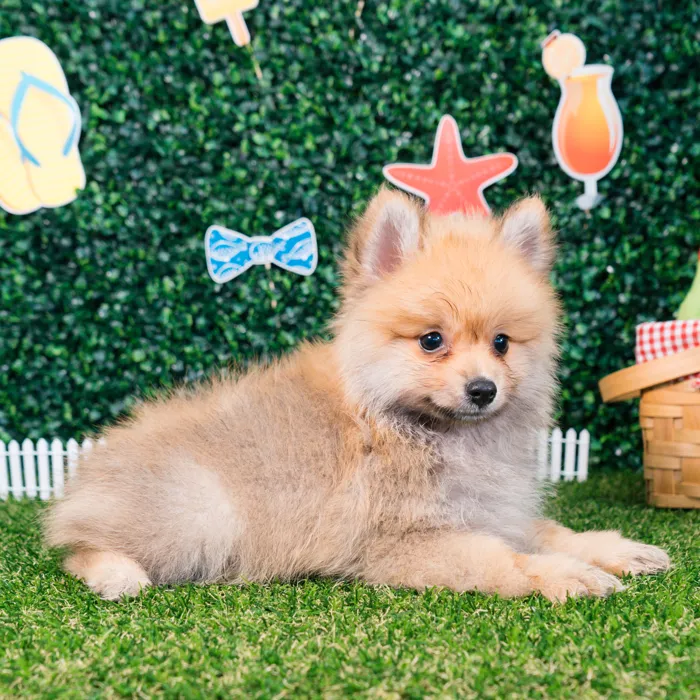 Male Pomeranian puppy named Nico for sale at Puppy Dreams - Missouri City.