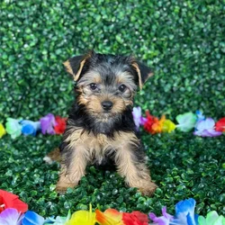 car_main_img_/media/ap_media/pets/SLCPLRXNXJFG132452.webp.250x250_q85.webp