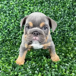 car_main_img_/media/ap_media/pets/SMNIBKABQIMC147189.webp.250x250_q85.webp