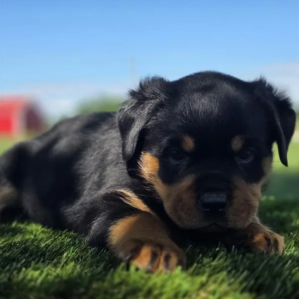 Female Rottweiler puppy named Roxy for sale at Puppy Dreams - Missouri City.