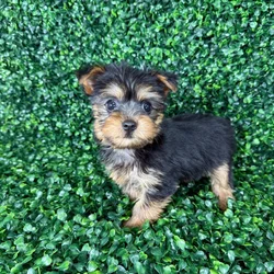 car_main_img_/media/ap_media/pets/SNHRHLZAJLOV135862.webp.250x250_q85.webp