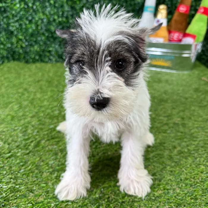 Female Mini Schnauzer puppy named Bloom for sale at Puppy Dreams - Missouri City.