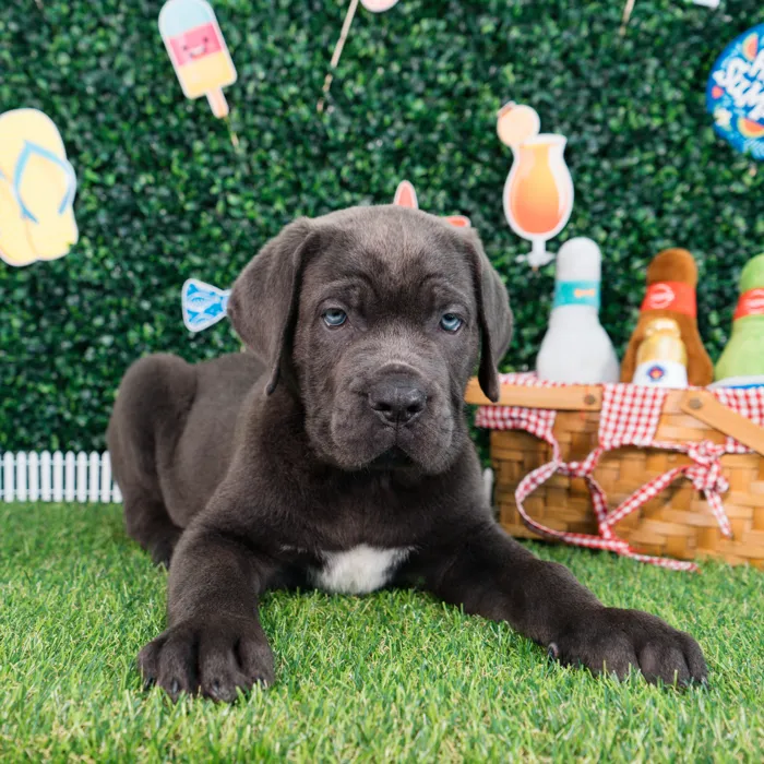 Male Cane Corso puppy named Dantae for sale at Puppy Dreams - Missouri City.