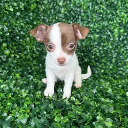 car_main_img_/media/ap_media/pets/SSSZWYLLITNE136856.webp.250x250_q85.webp