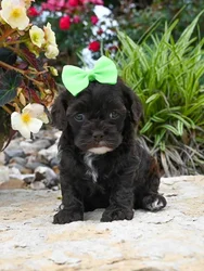 car_main_img_/media/ap_media/pets/SSVZHVEKNHLH135397.webp.250x250_q85.webp